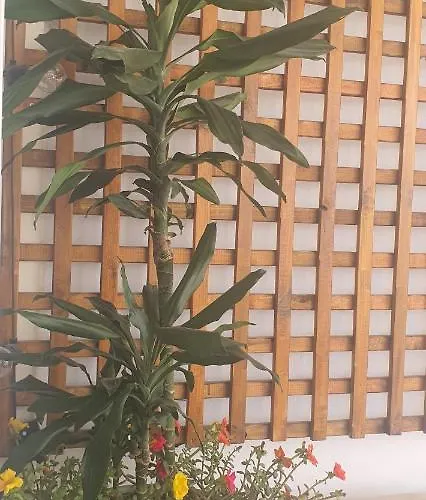 Stefaris Koutsou Court 105 Larnaca